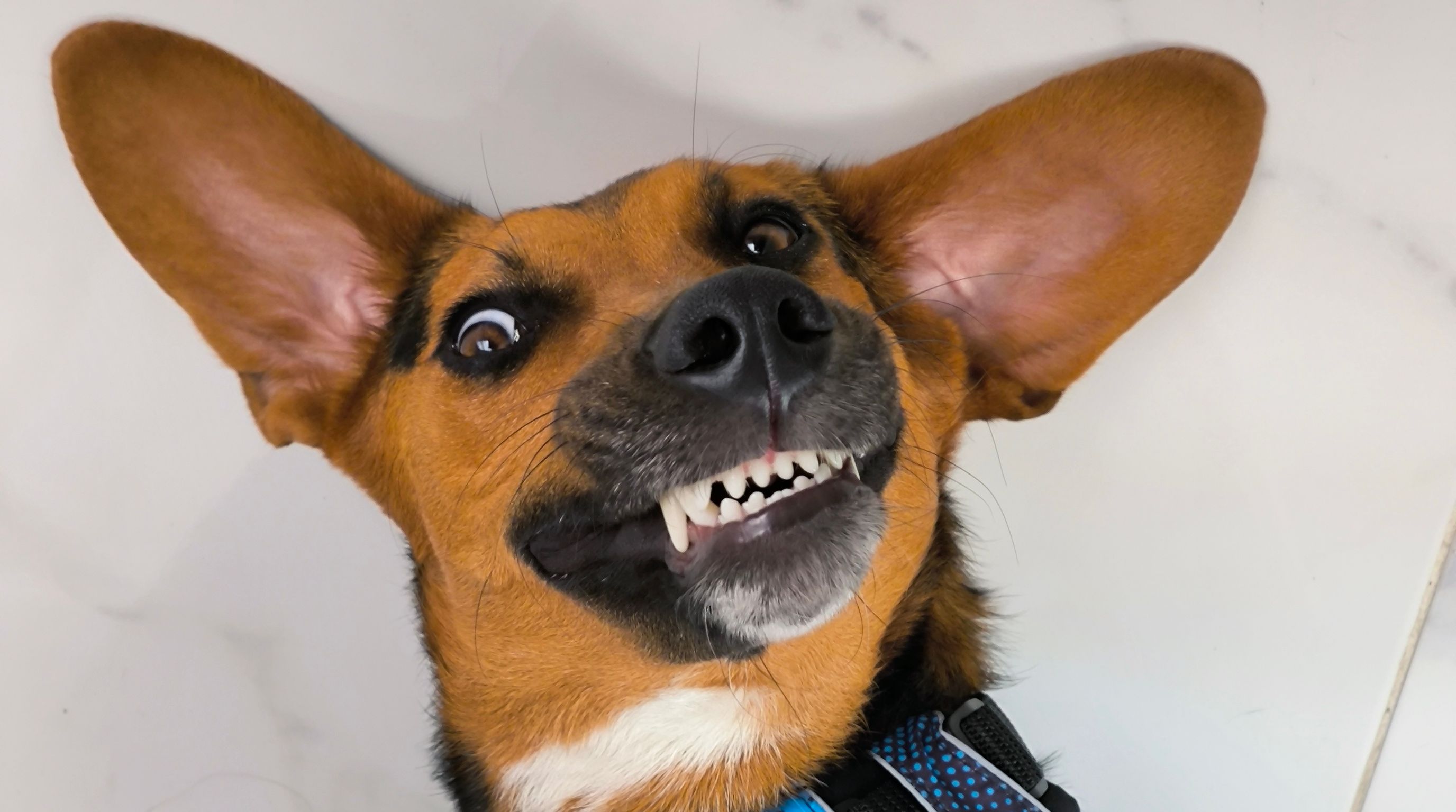 Max, a rescue dog, looking up at the camera