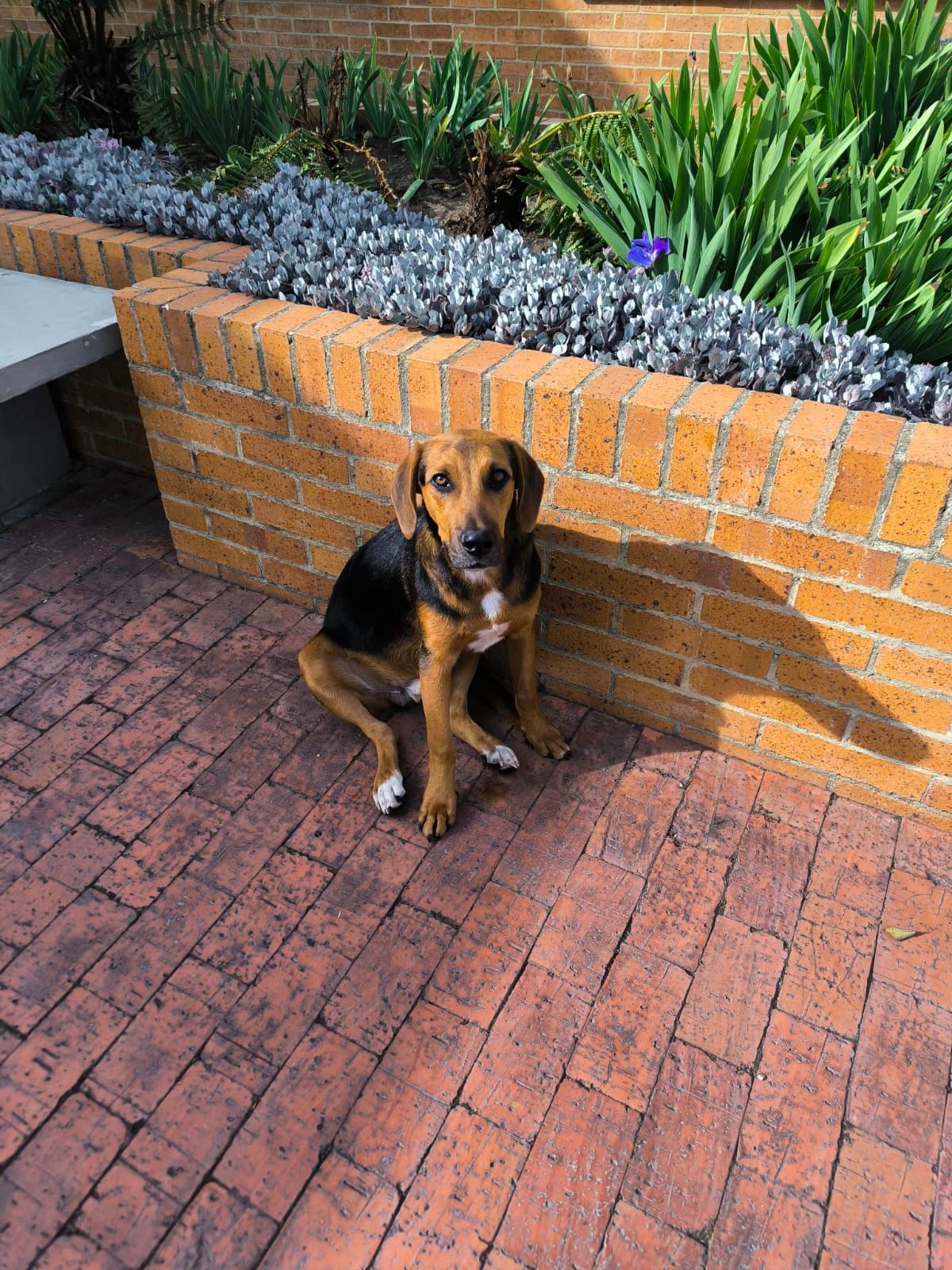 Max, a tan and black hound mix with white paws, sitting on a brick patio in front of a planter