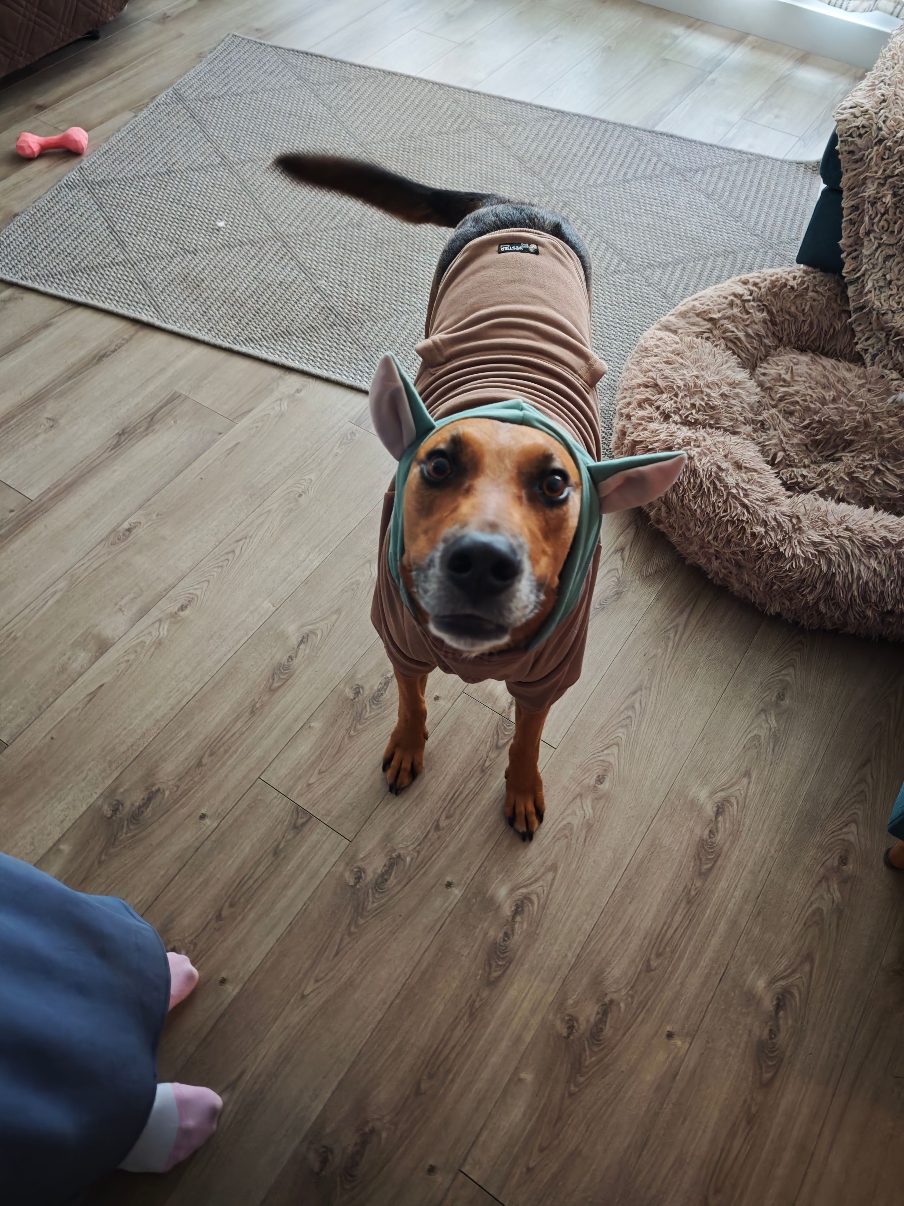 Max in a tan and green sweater, standing on a wood floor and looking up at the camera