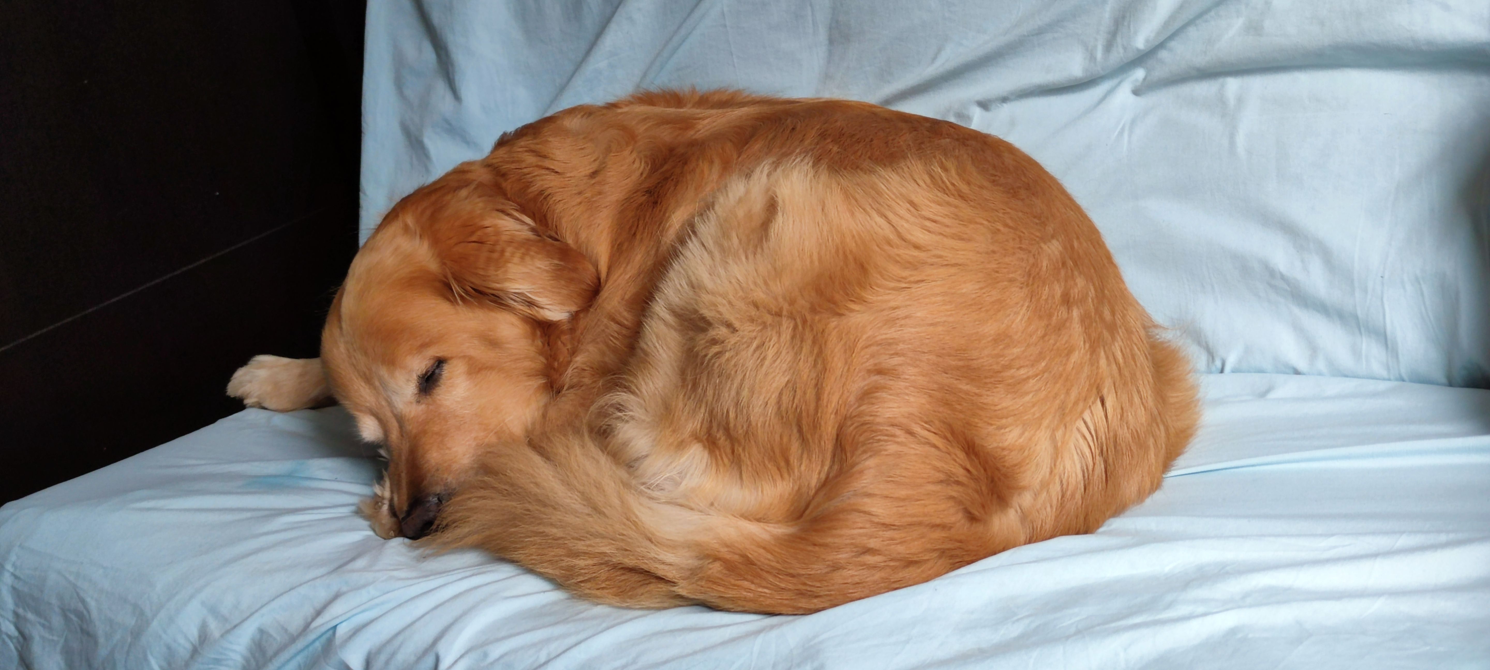 Just as cute when he was napping.