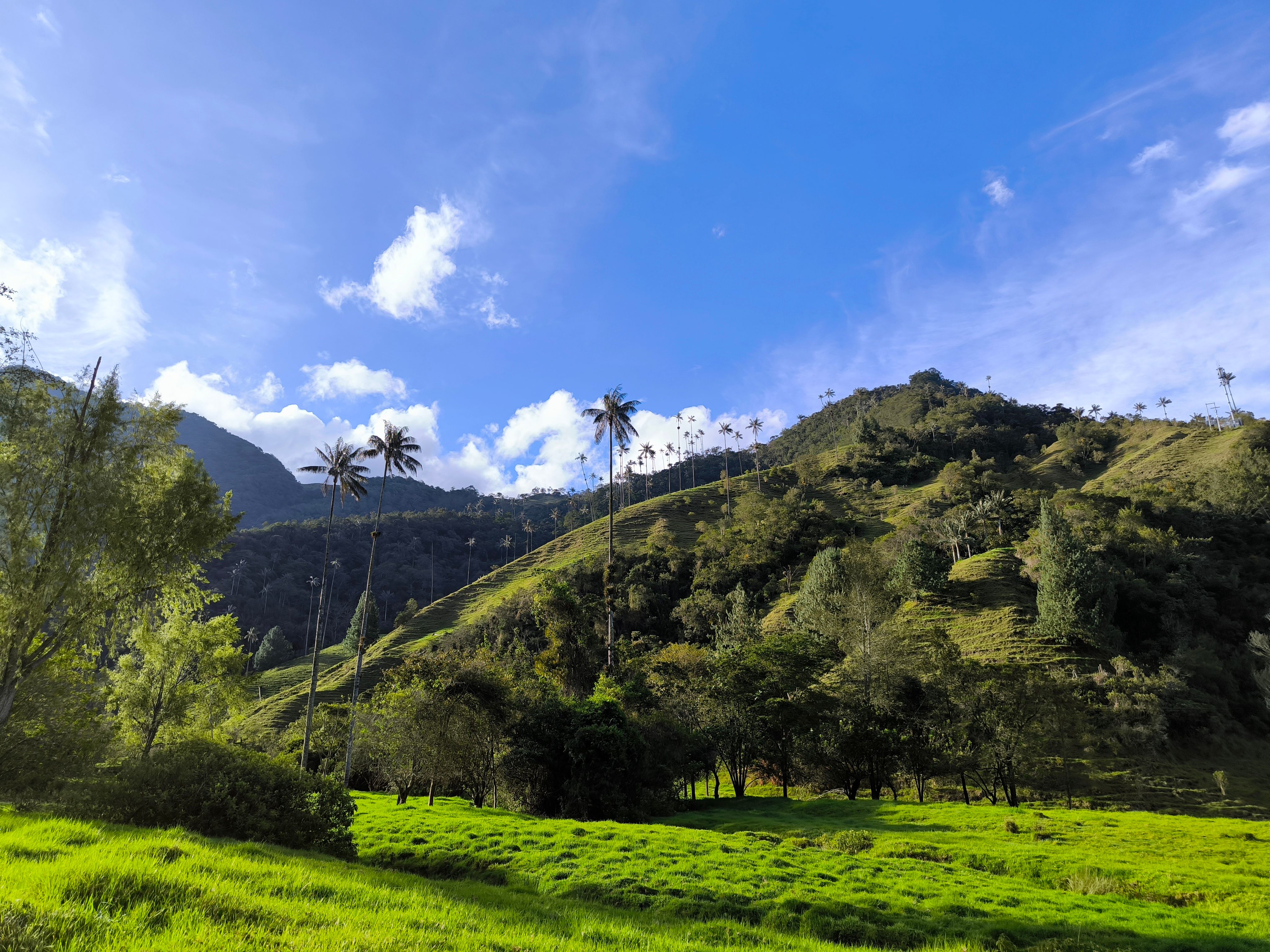 A view of the beautiful Valle de Cocora.