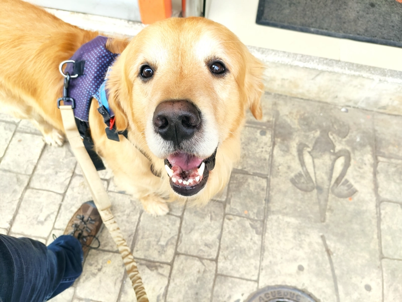 The goodest boy in the whole wide world: Tommie
