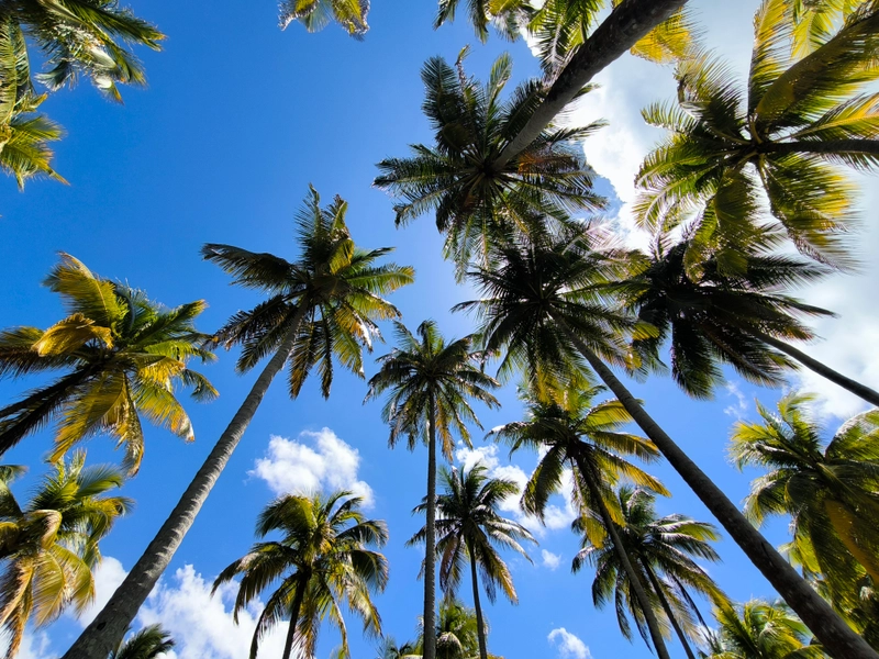 A view of the palms on Johnny Cay against the blue sky.